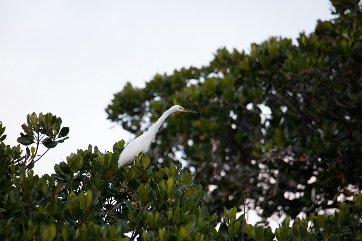 Snowy Egret - ML645559028
