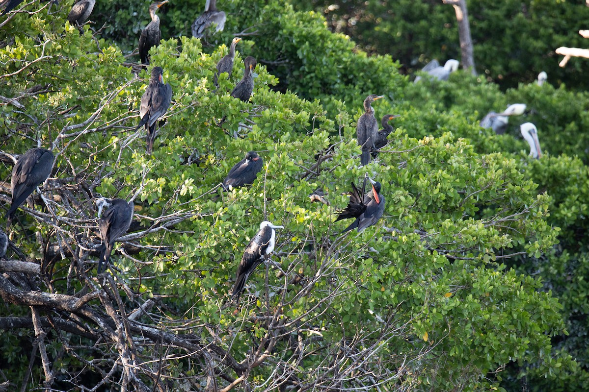 Magnificent Frigatebird - ML645559045