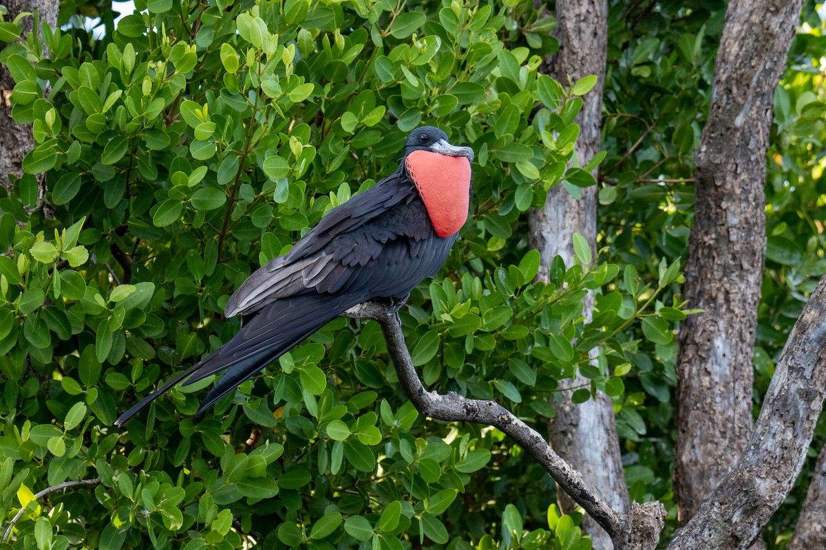 Magnificent Frigatebird - ML645559046