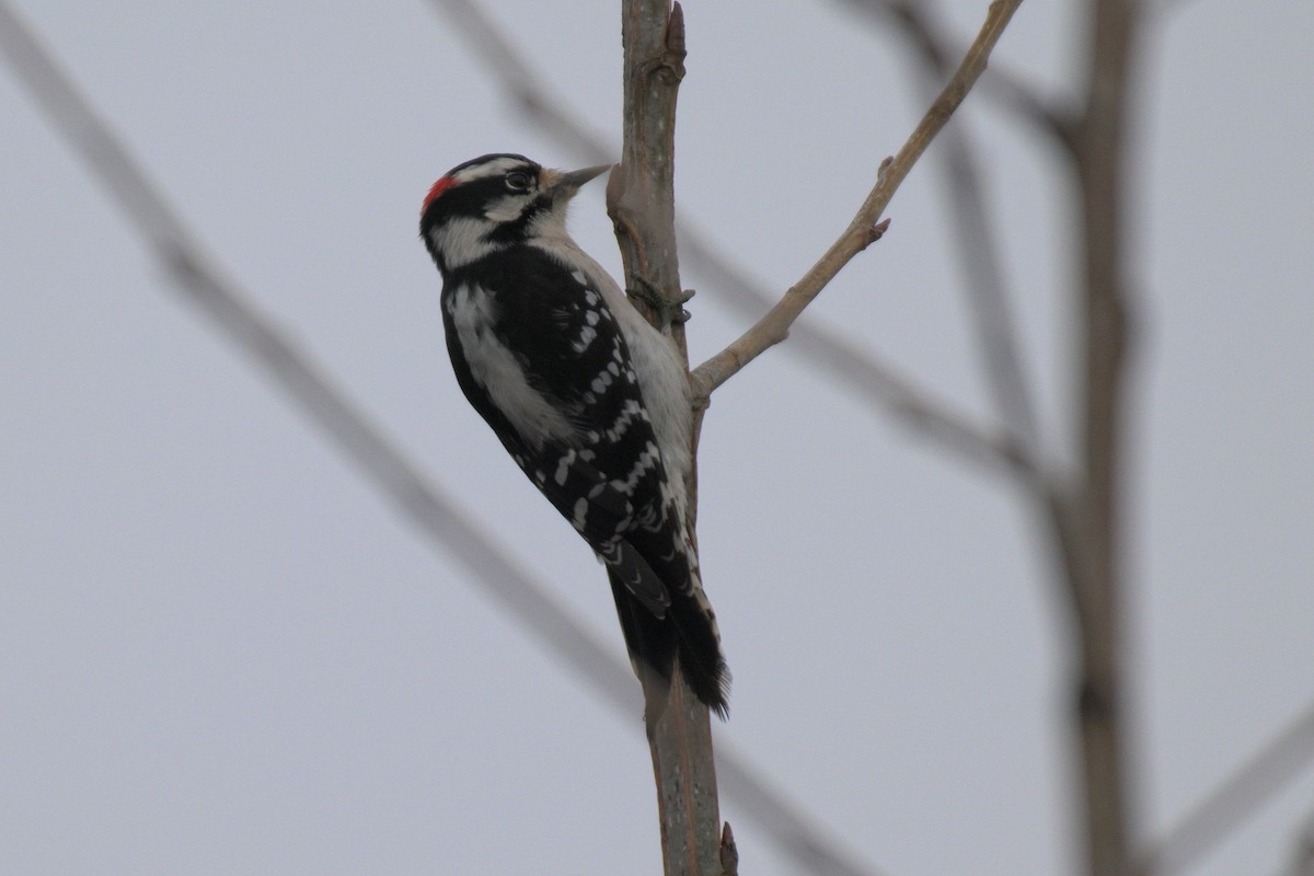 Downy Woodpecker - ML645559048