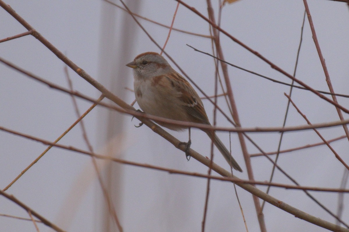American Tree Sparrow - ML645559053