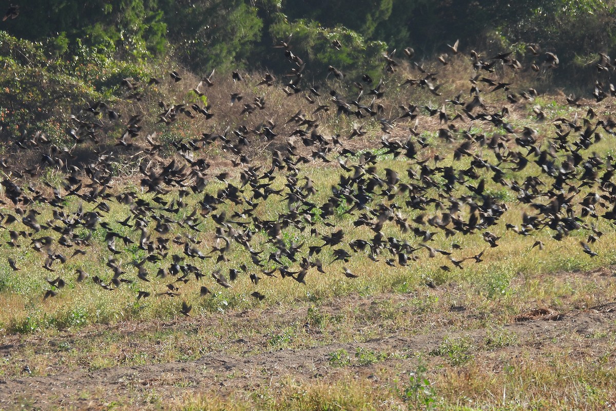 Brown-headed Cowbird - ML645559054