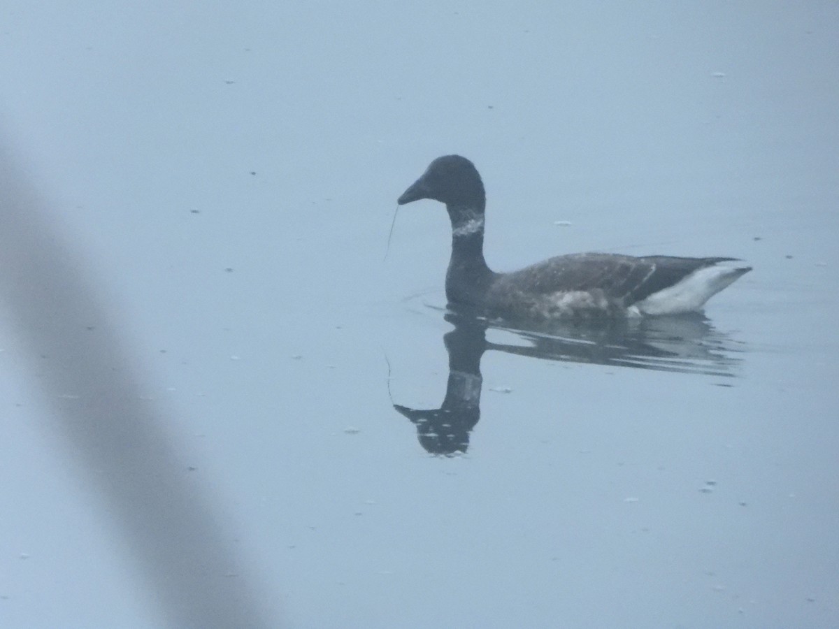 Brant (Black) - ML645559061