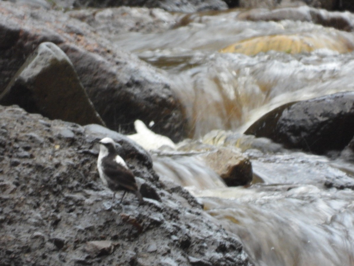 White-capped Dipper - ML645559063