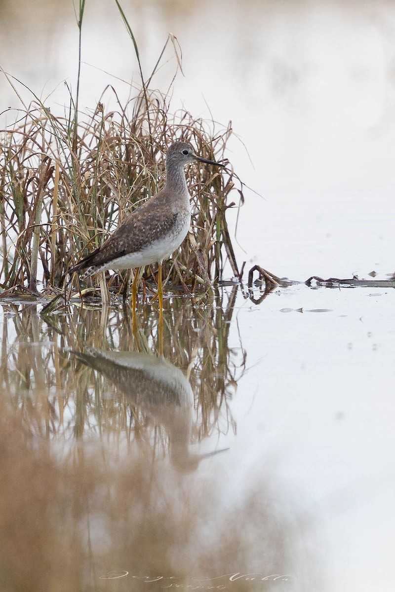 Lesser Yellowlegs - ML645559064