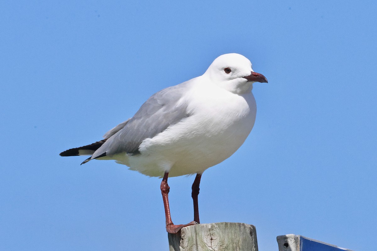 Hartlaub's Gull - ML645559065