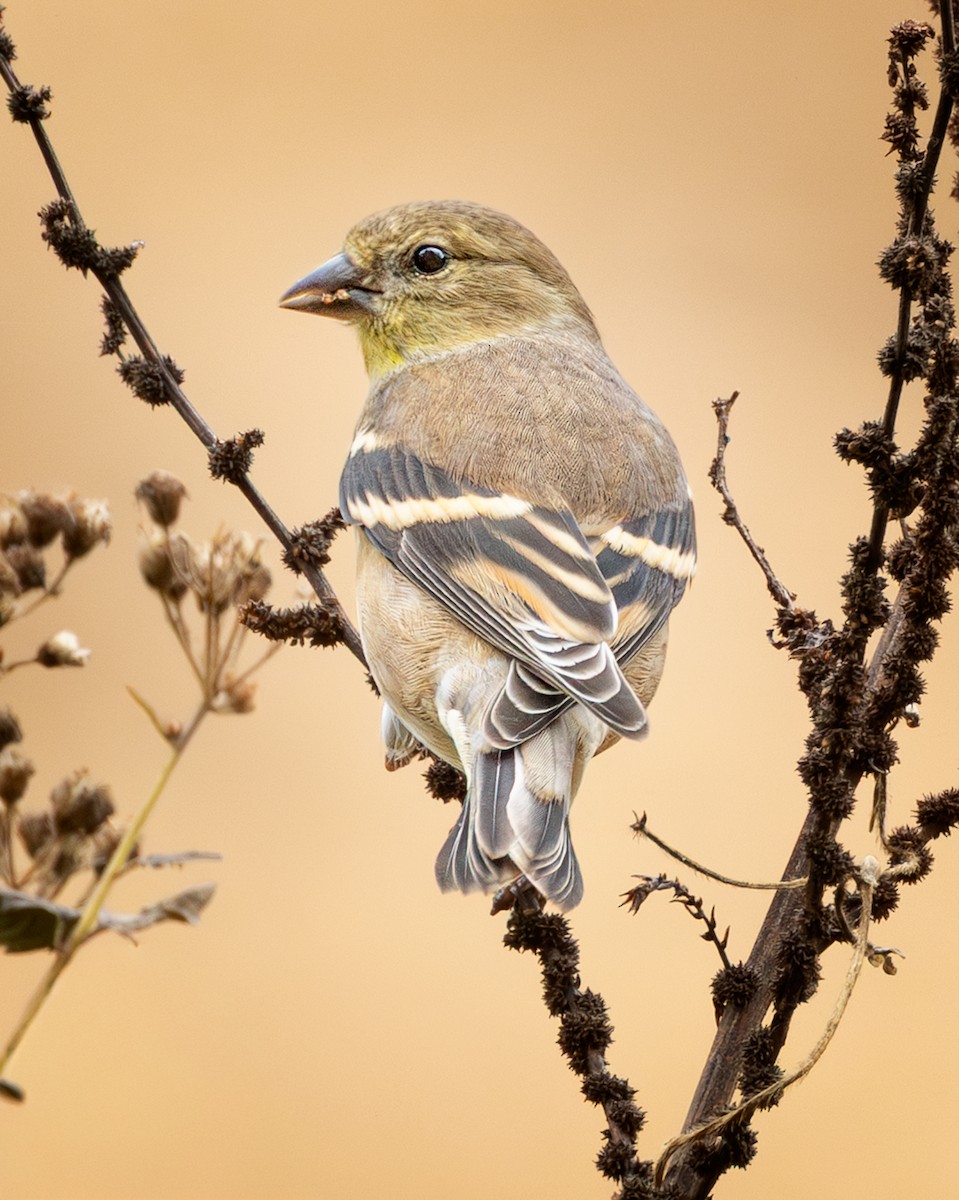 American Goldfinch - ML645559068