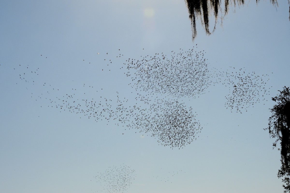 Brown-headed Cowbird - ML645559069