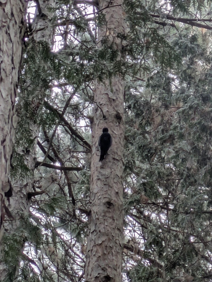 Black-backed Woodpecker - ML645559071