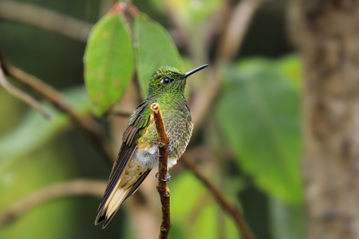 フチオハチドリ - ML645559074