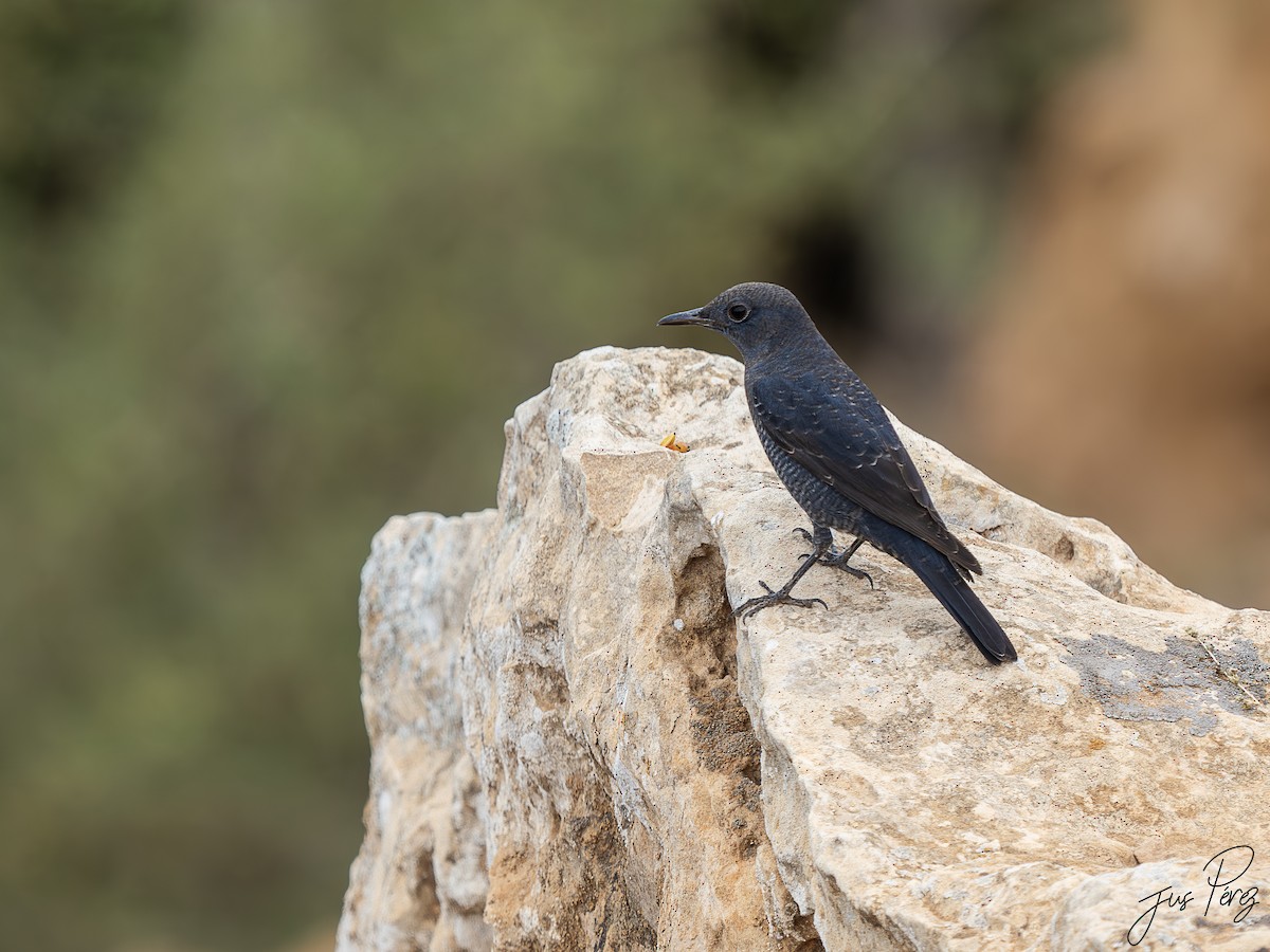 skalník modrý - ML645559083