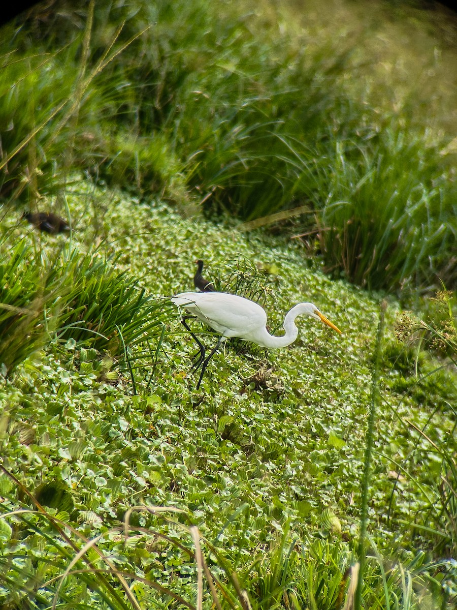 Western Cattle-Egret - ML645559090