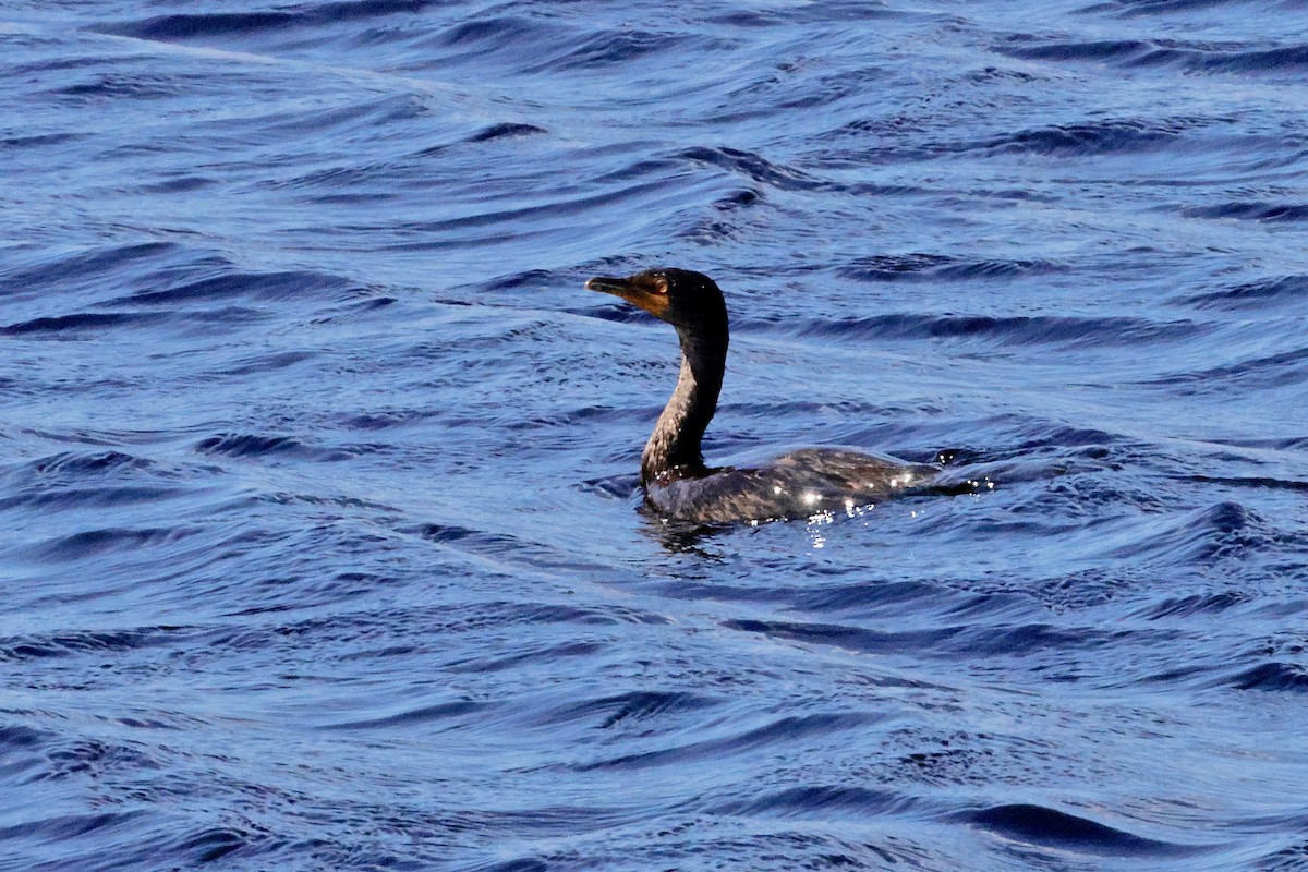 Cape Cormorant - ML645559093