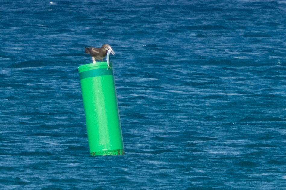 白腹鰹鳥 - ML645559103