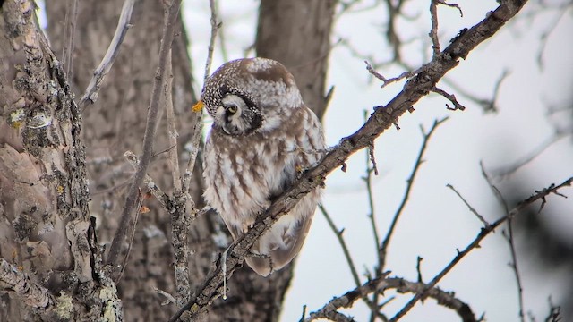 Boreal Owl - ML645559108