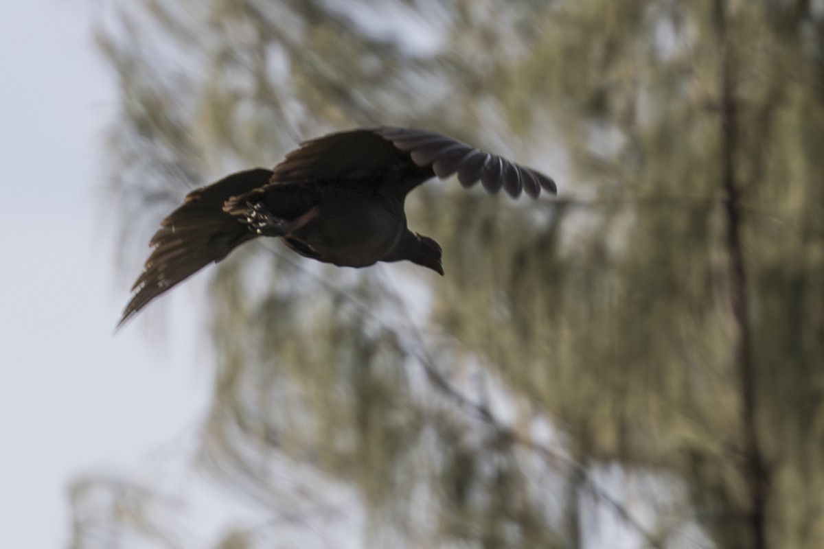 Tanimbar Megapode - ML645559109