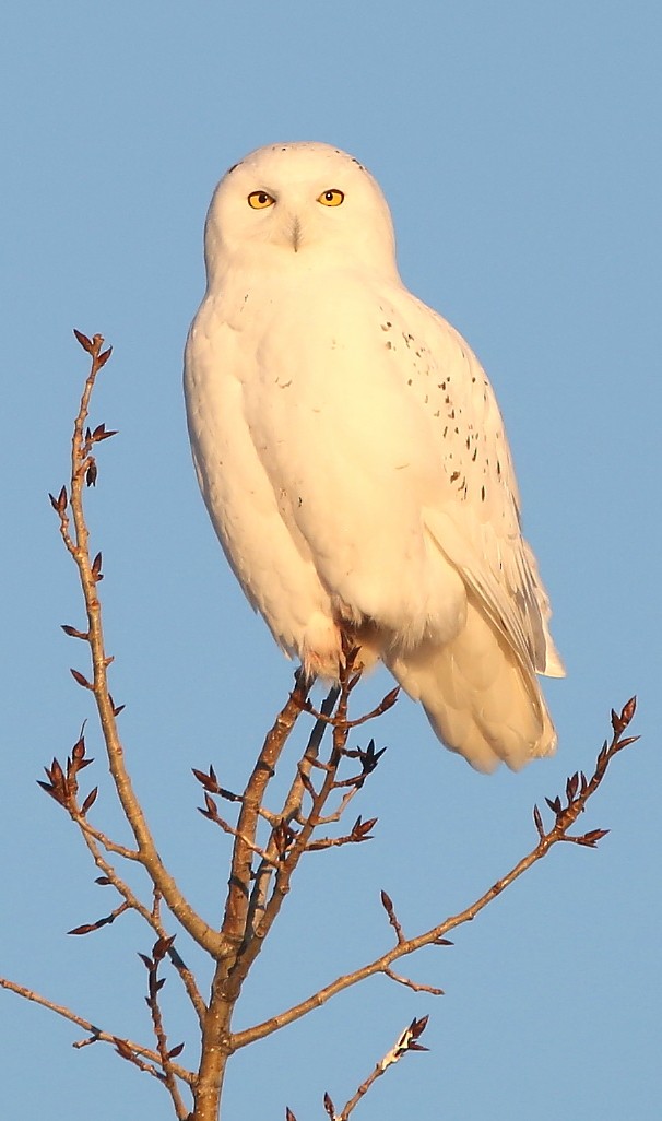Snowy Owl - ML645559110
