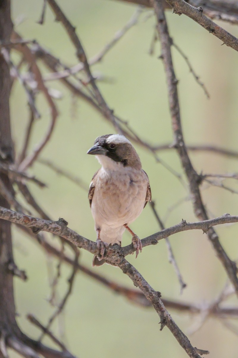 White-browed Sparrow-Weaver - ML645559111
