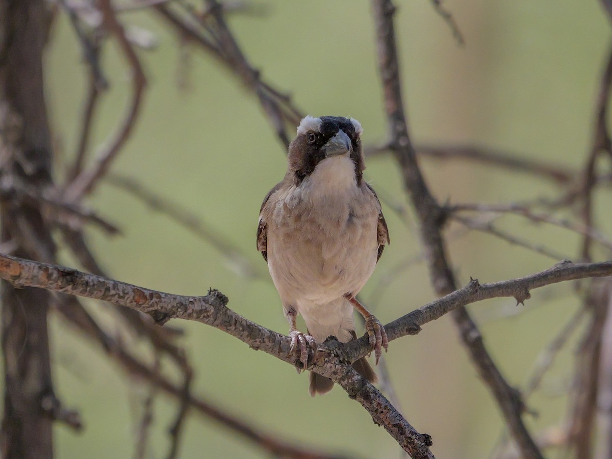 White-browed Sparrow-Weaver - ML645559112