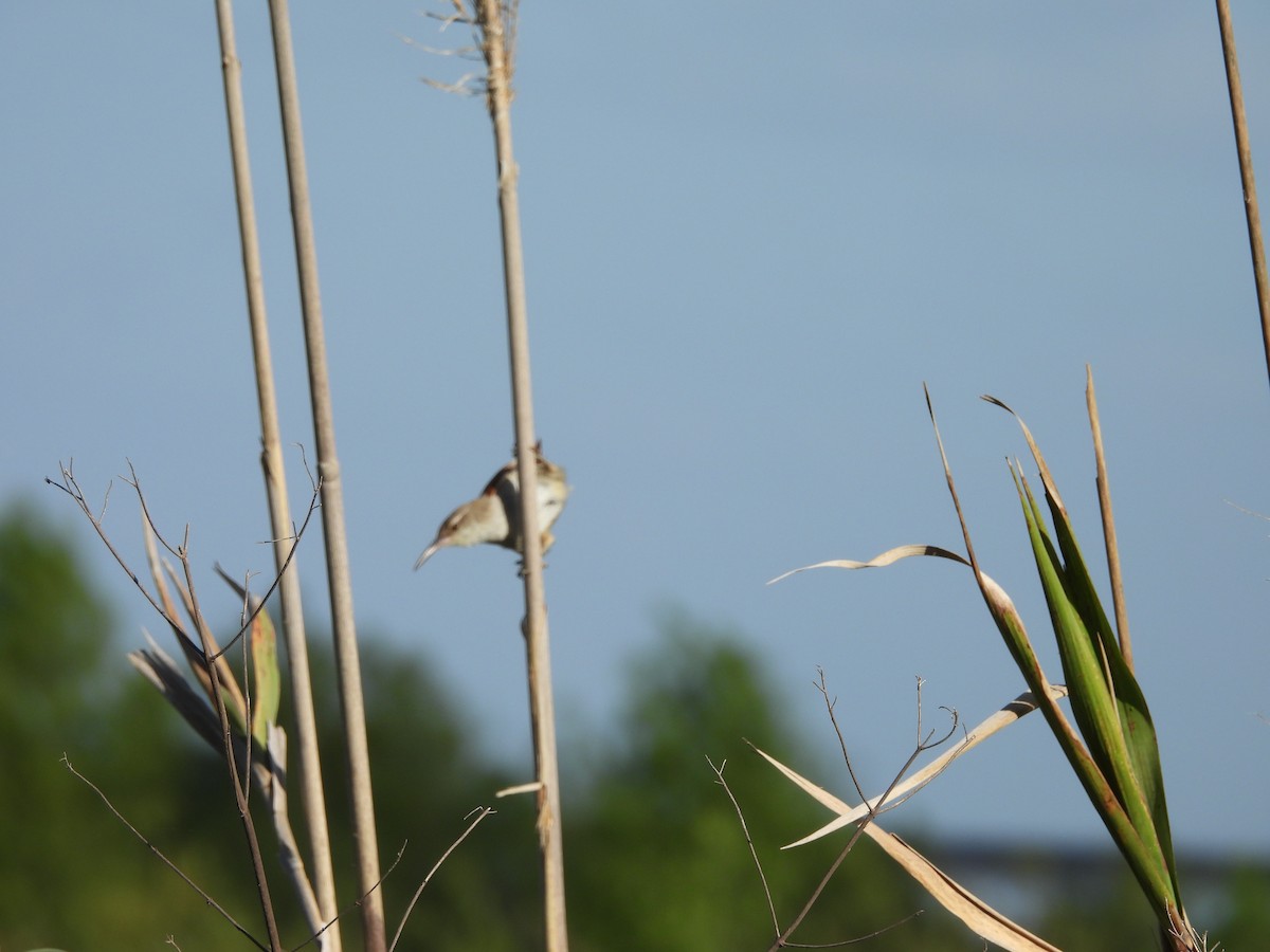 Straight-billed Reedhaunter - ML645559113