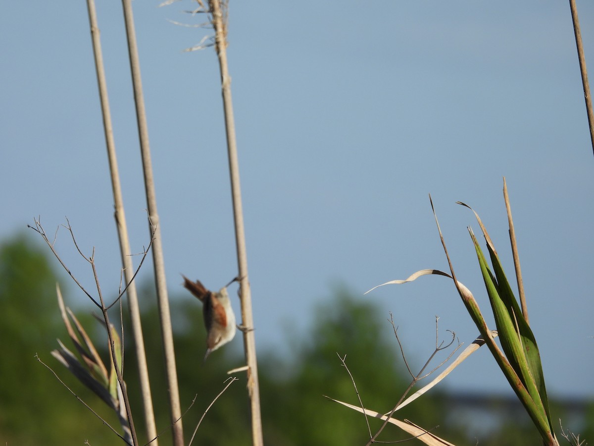 Straight-billed Reedhaunter - ML645559114