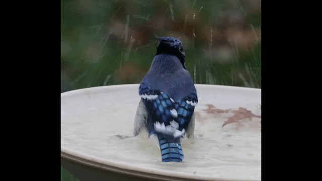 Blue Jay - ML645559117