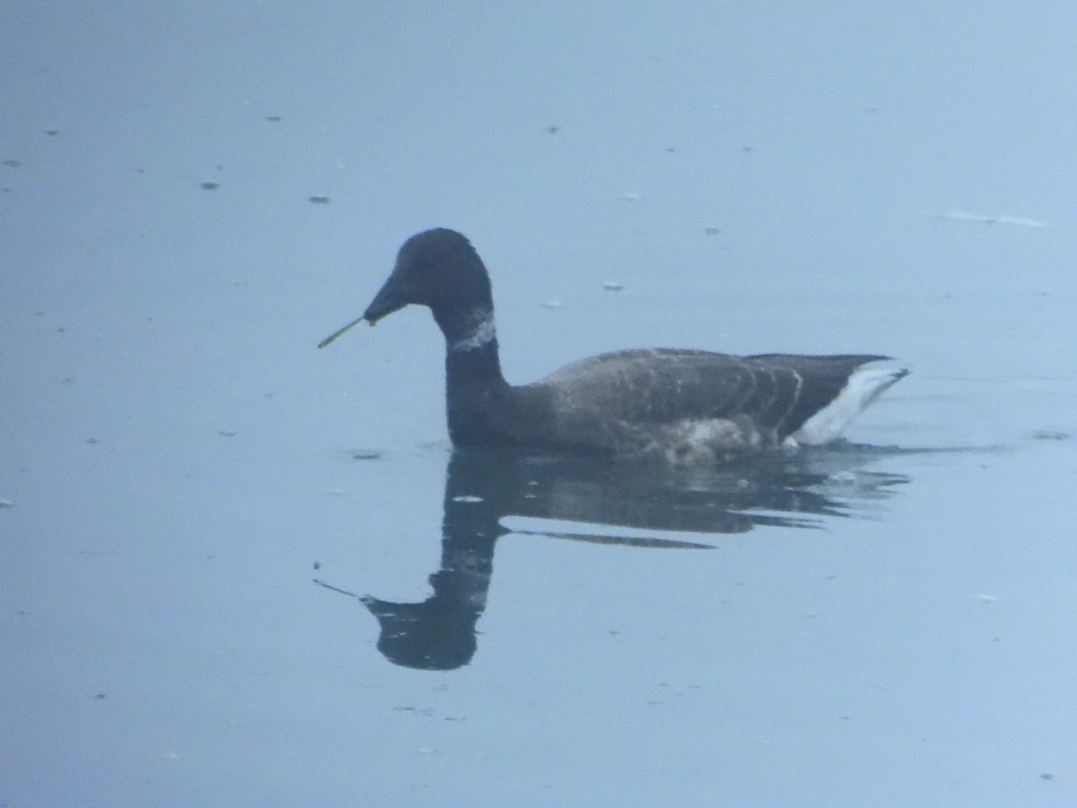 黑雁(nigricans) - ML645559118