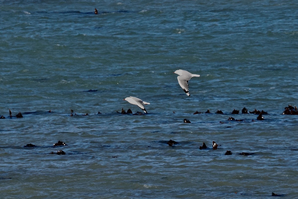 Hartlaub's Gull - ML645559120