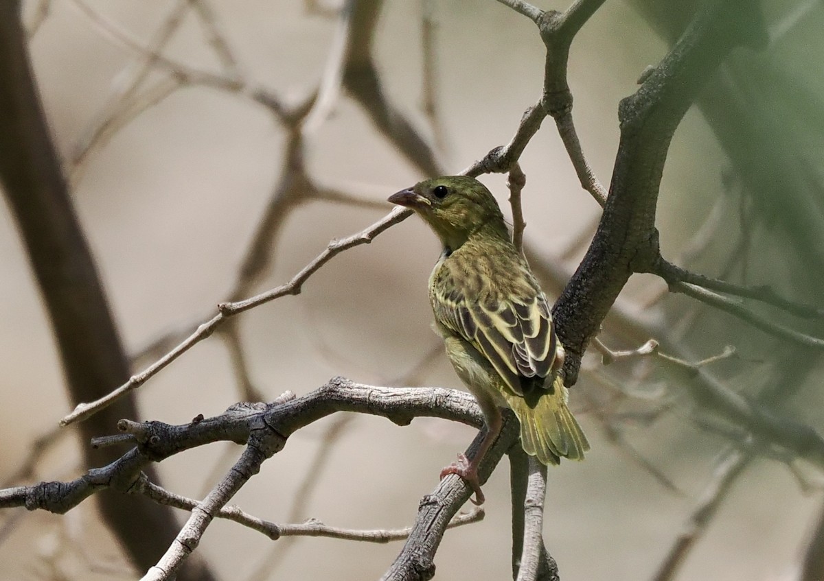 Southern Masked-Weaver - ML645559121