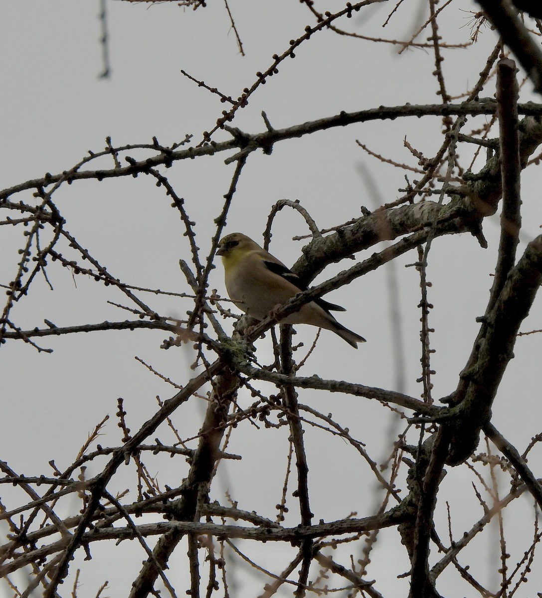 American Goldfinch - ML645559122