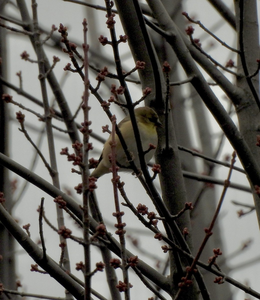 American Goldfinch - ML645559123