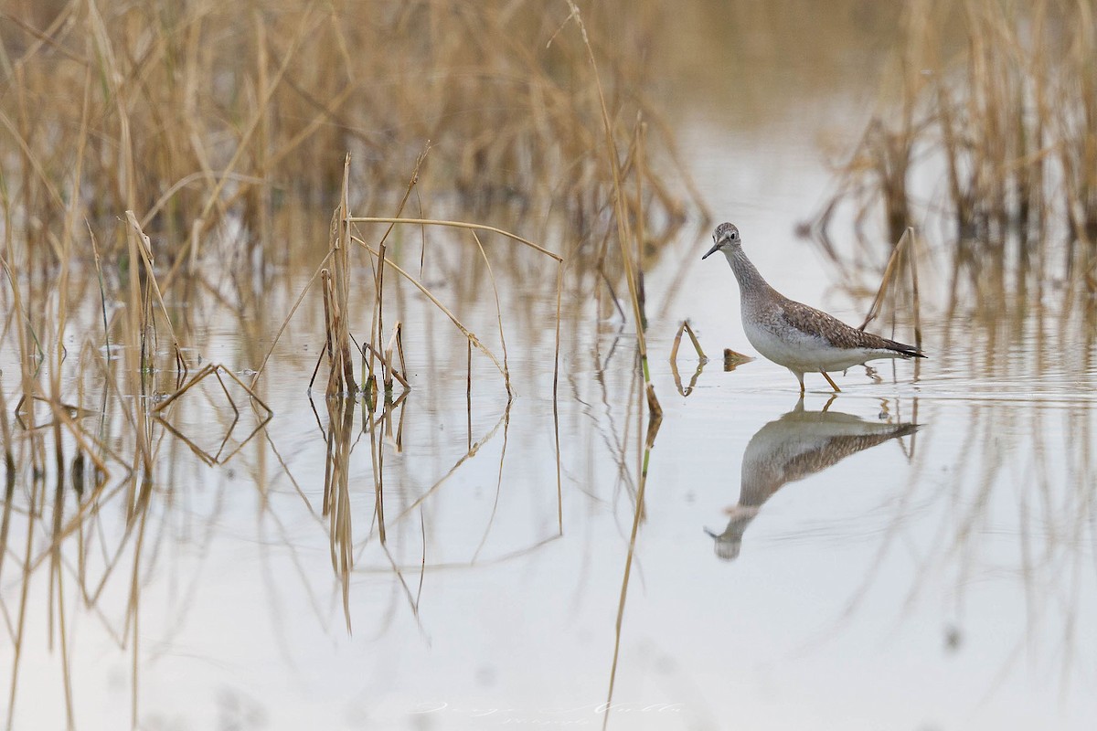 Lesser Yellowlegs - ML645559124