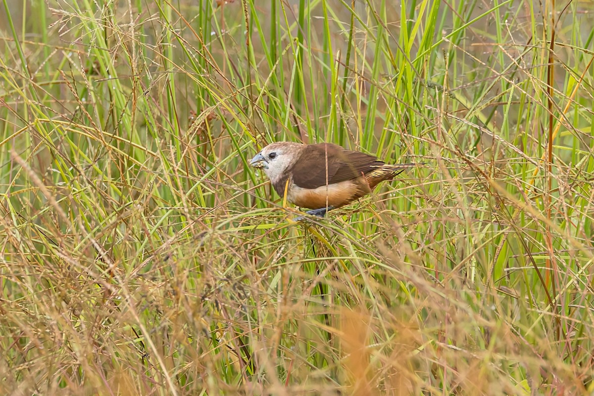 Gray-banded Munia - ML645559126