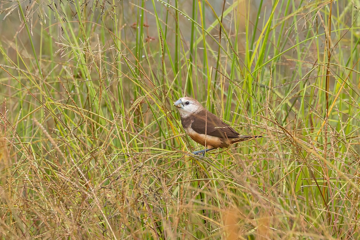 Gray-banded Munia - ML645559129