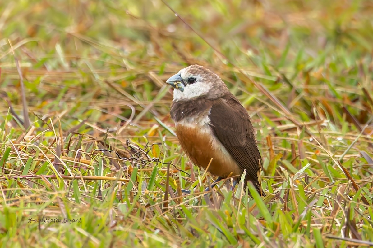 Gray-banded Munia - ML645559130