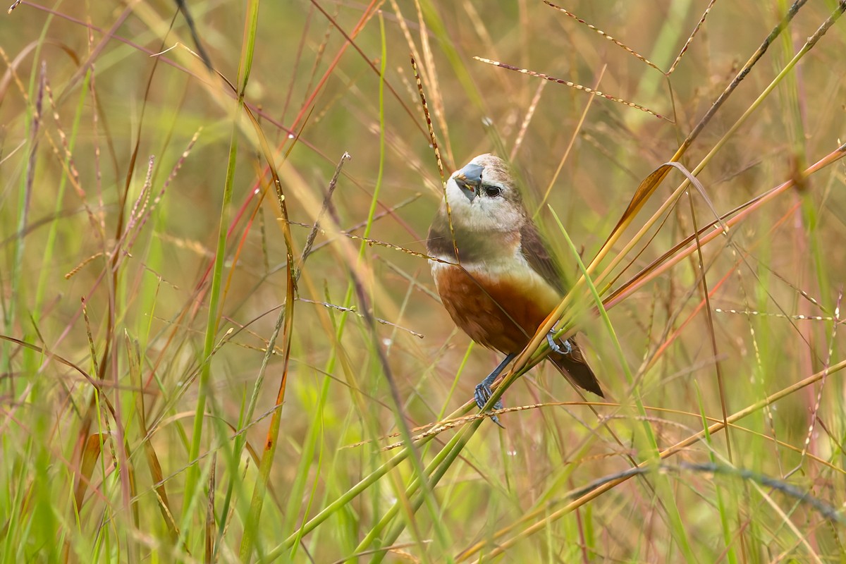 Gray-banded Munia - ML645559131