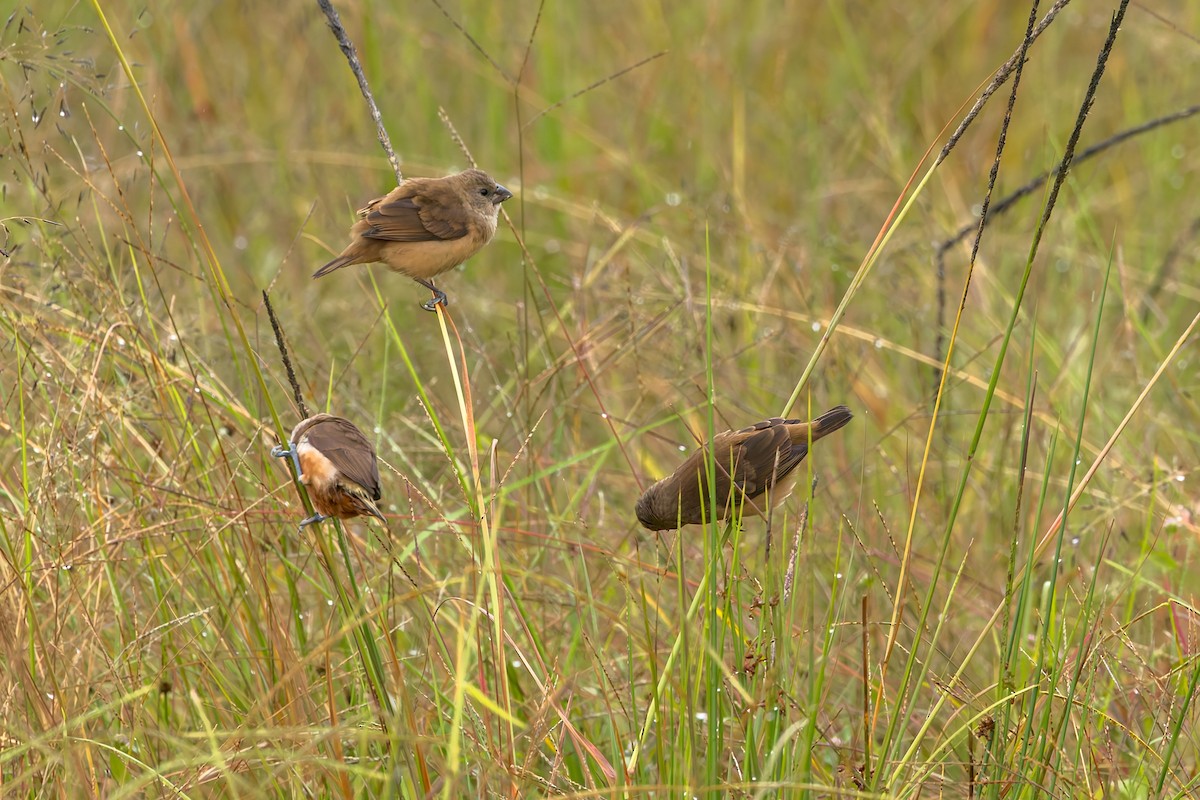 Gray-banded Munia - ML645559132