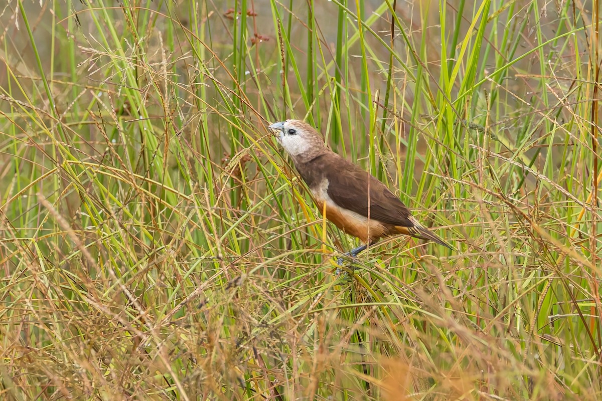 Gray-banded Munia - ML645559133