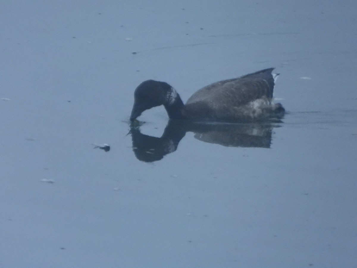 黑雁(nigricans) - ML645559134