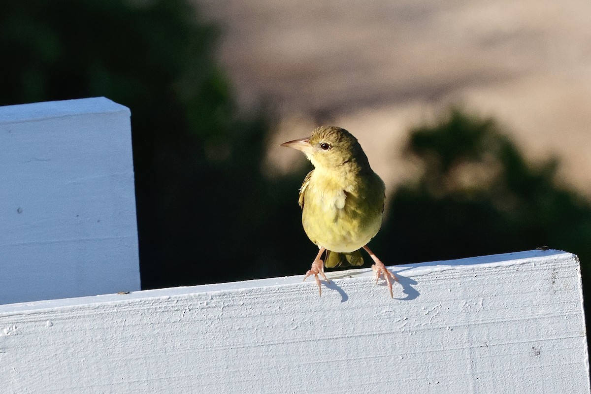 Cape Weaver - ML645559138