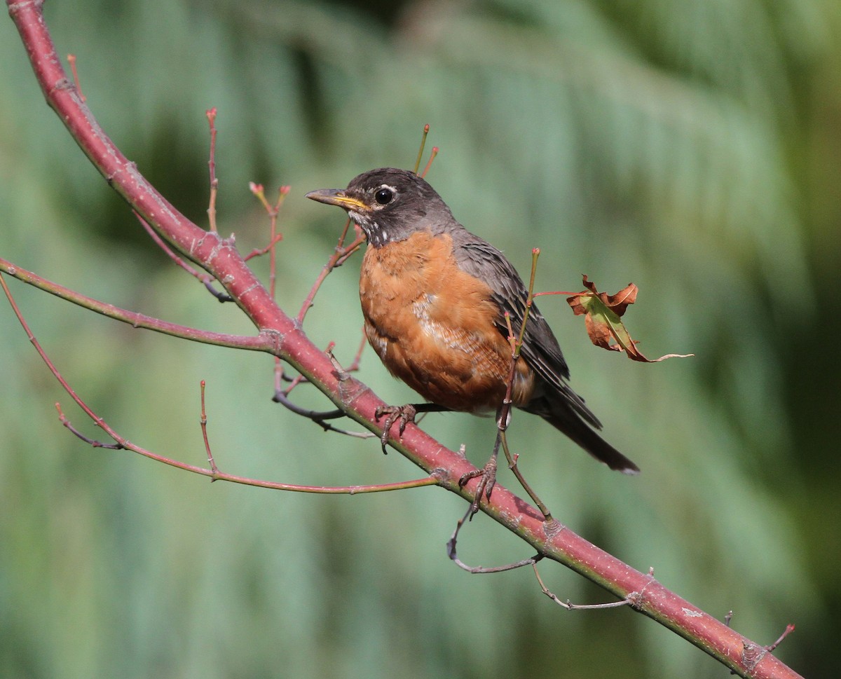 American Robin - ML645559145