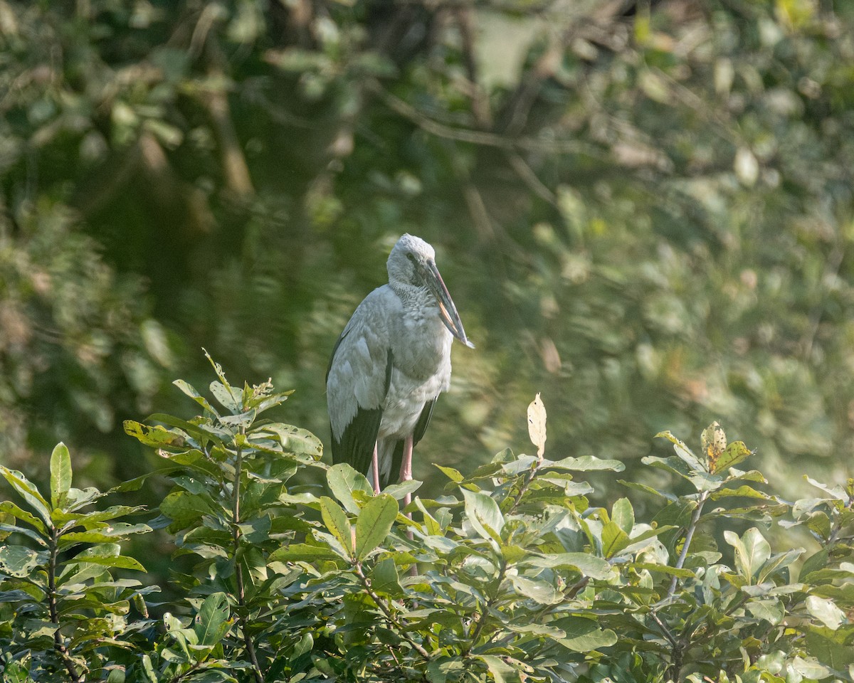 Asian Openbill - ML645559157