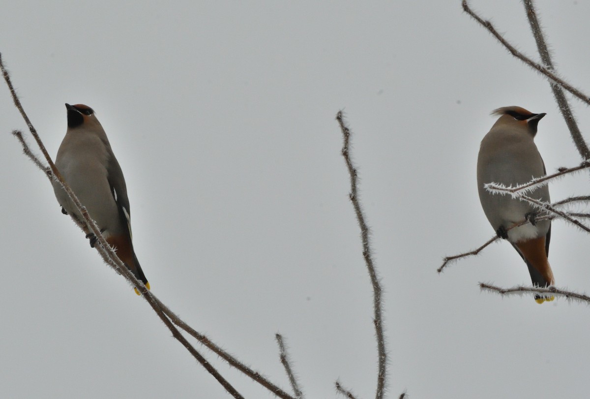 Seidenschwanz - ML645559158