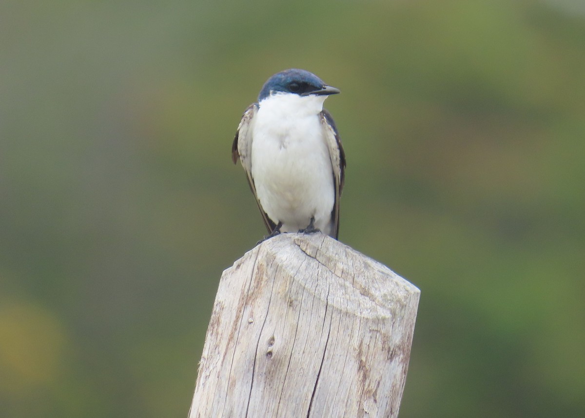 White-winged Swallow - ML645559167