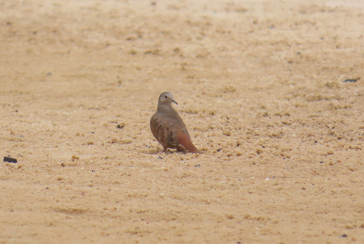 Ruddy Ground Dove - ML645559169
