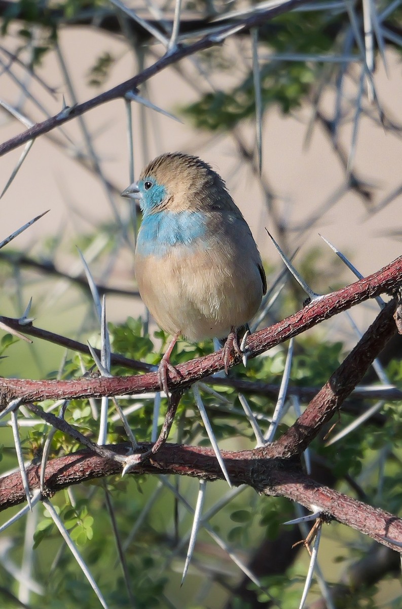 Southern Cordonbleu - ML645559170