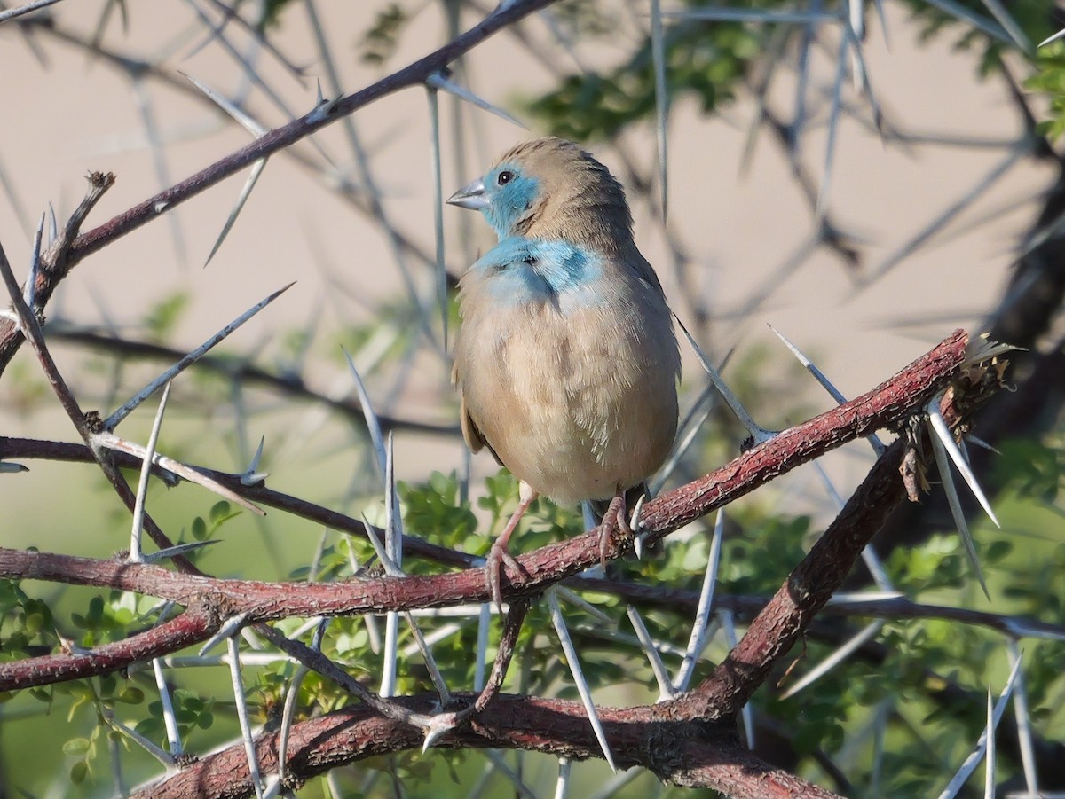 Southern Cordonbleu - ML645559171