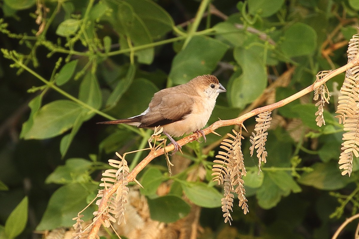 Indian Silverbill - ML645559172