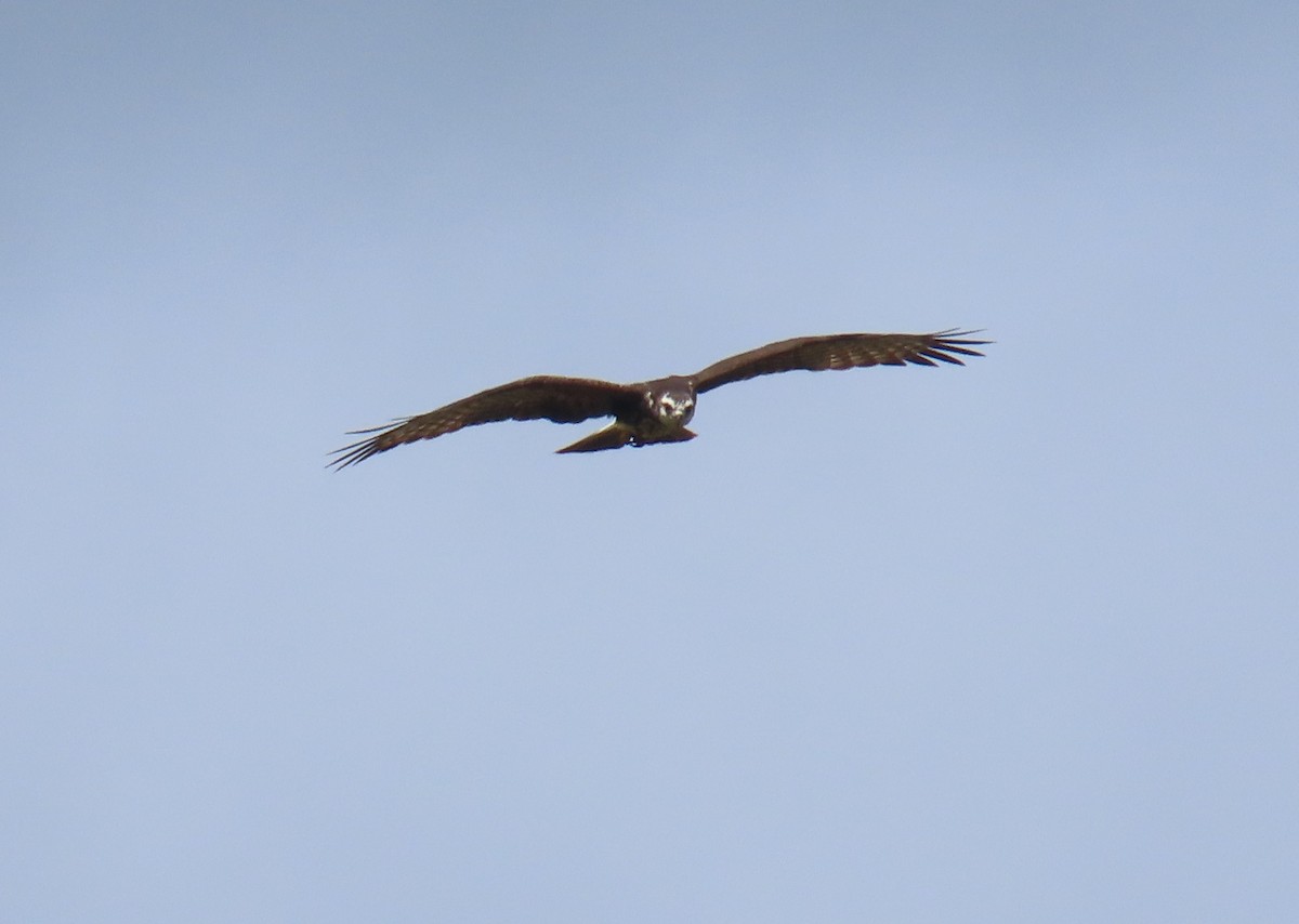 Snail Kite - ML645559174