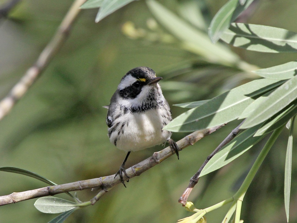 Black-throated Gray Warbler - ML645559175